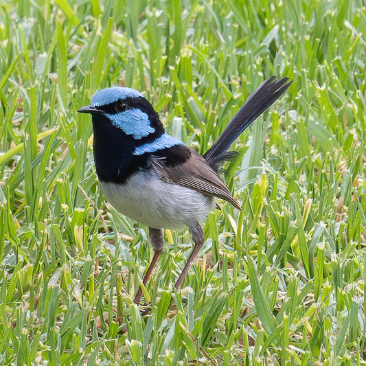 Malurus cyaneus (Superb Fairywren).jpg